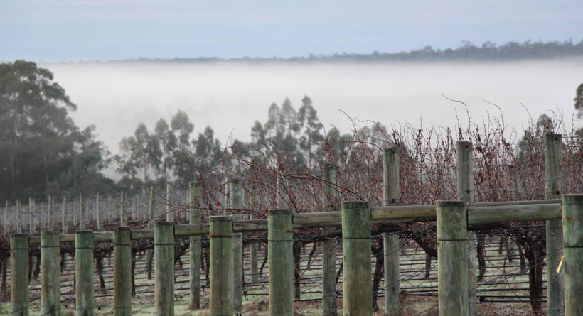 Vineyards